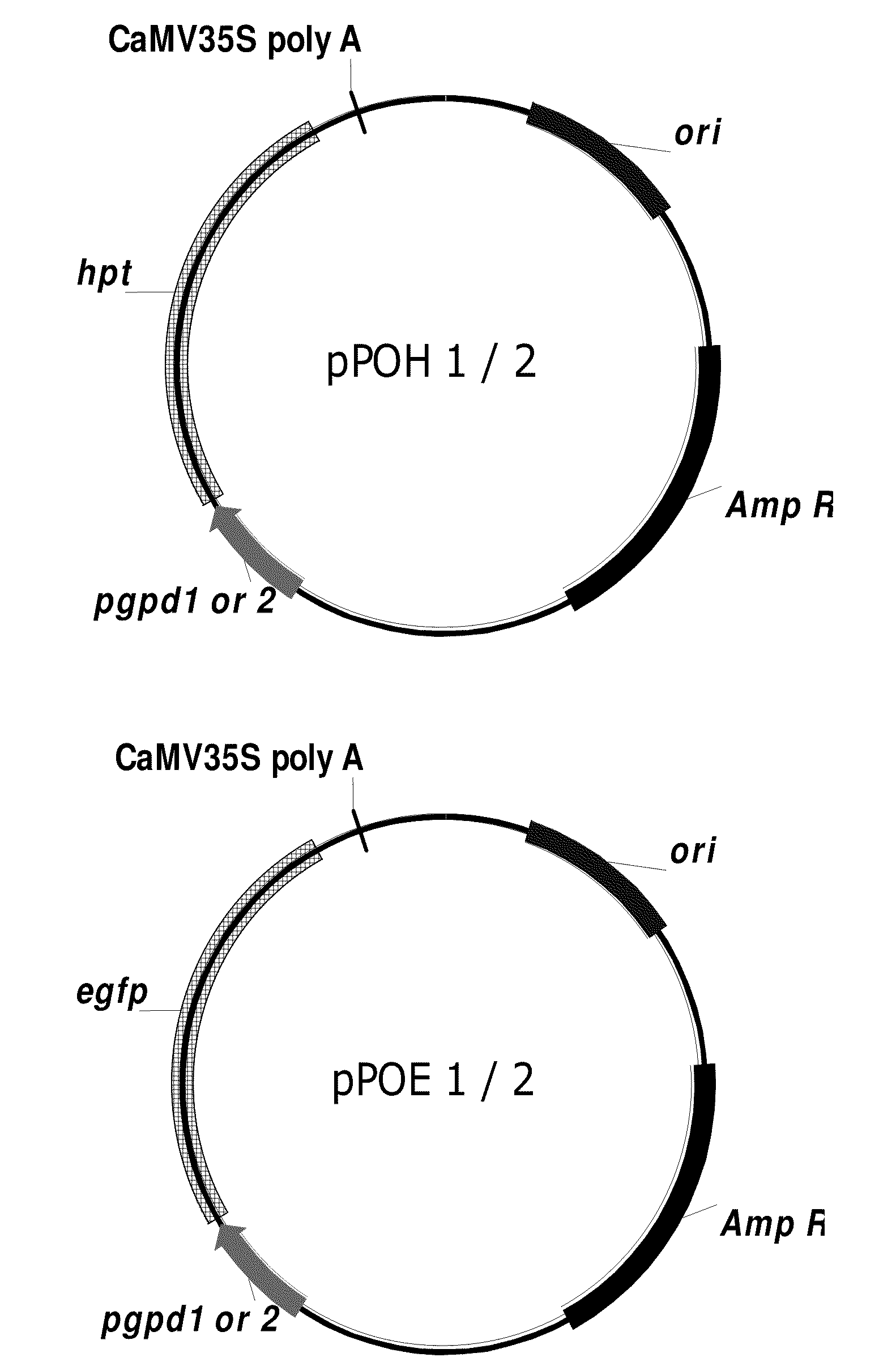 Glyceraldehyde-3-phosphate dehydrogenase promoter and heterologous gene expression