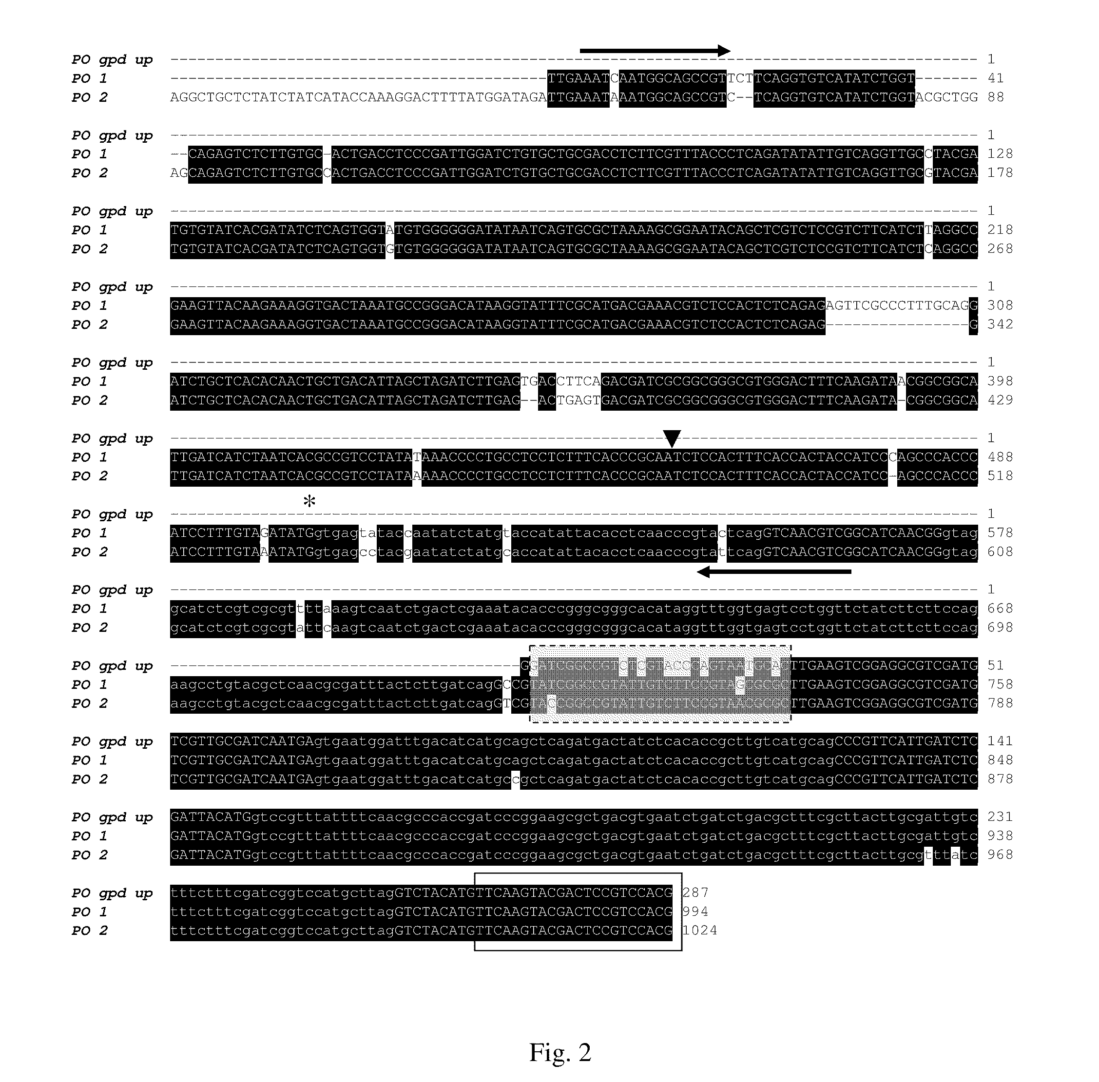 Glyceraldehyde-3-phosphate dehydrogenase promoter and heterologous gene expression