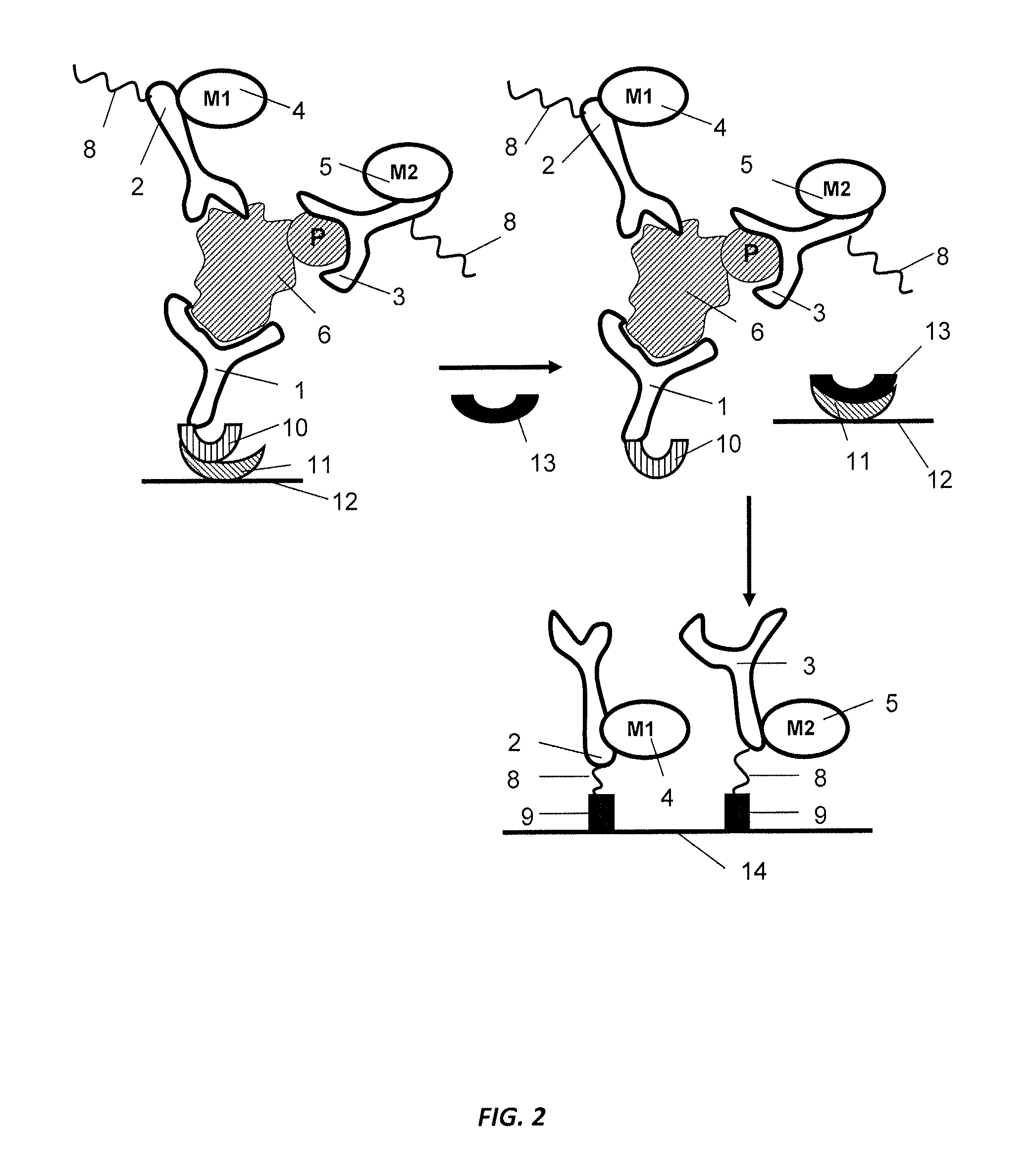 Antibody-based arrays for detecting multiple signal transducers in rare circulating cells