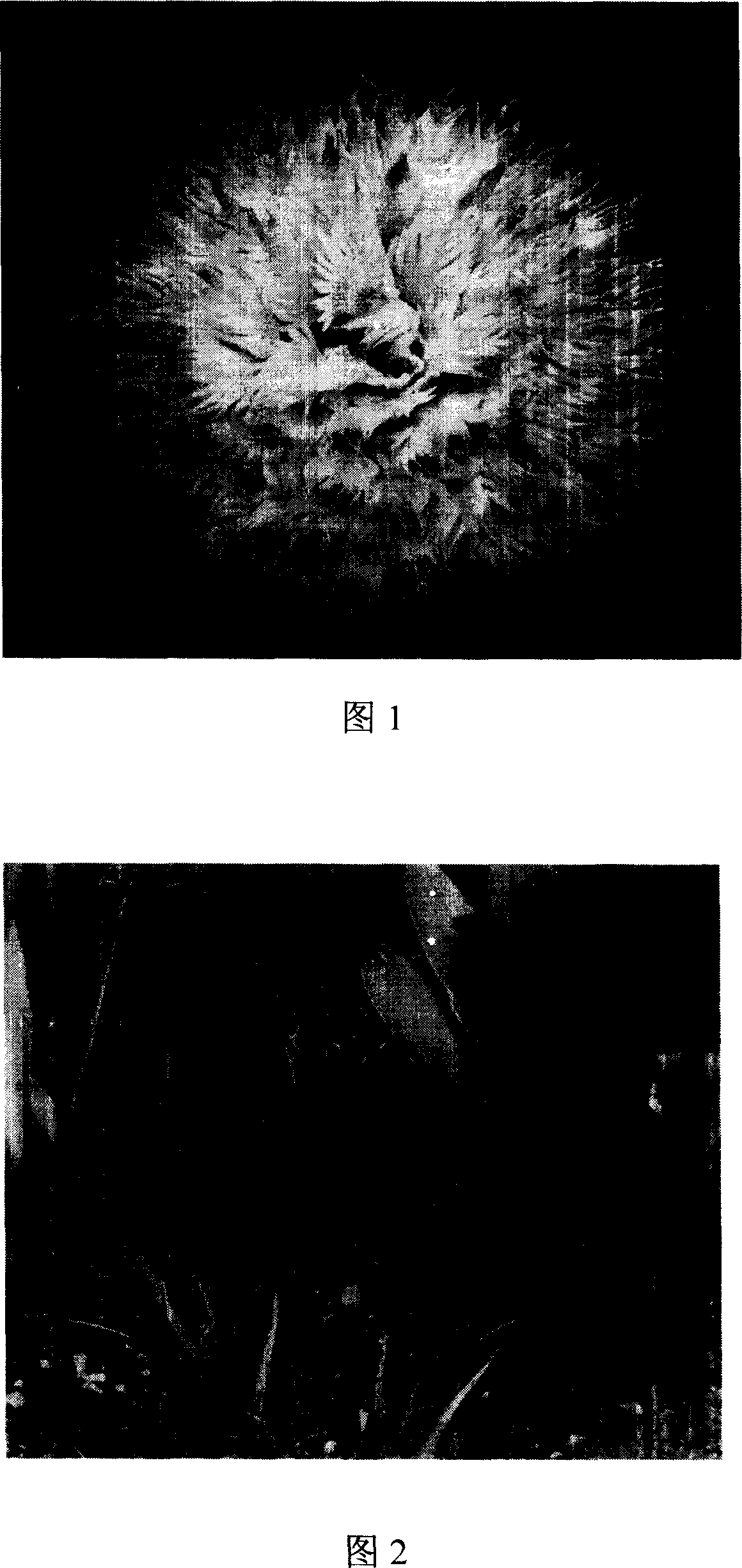 Reproductive isolation control method for cycadopsida