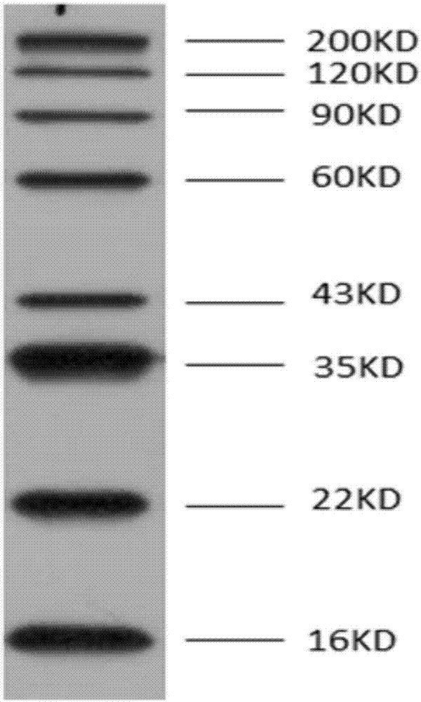 Method for preparing pre-staining luminescent protein marker