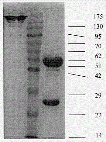 Anti-phosphatidylinositol proteoglycan 3 complete humanized antibody