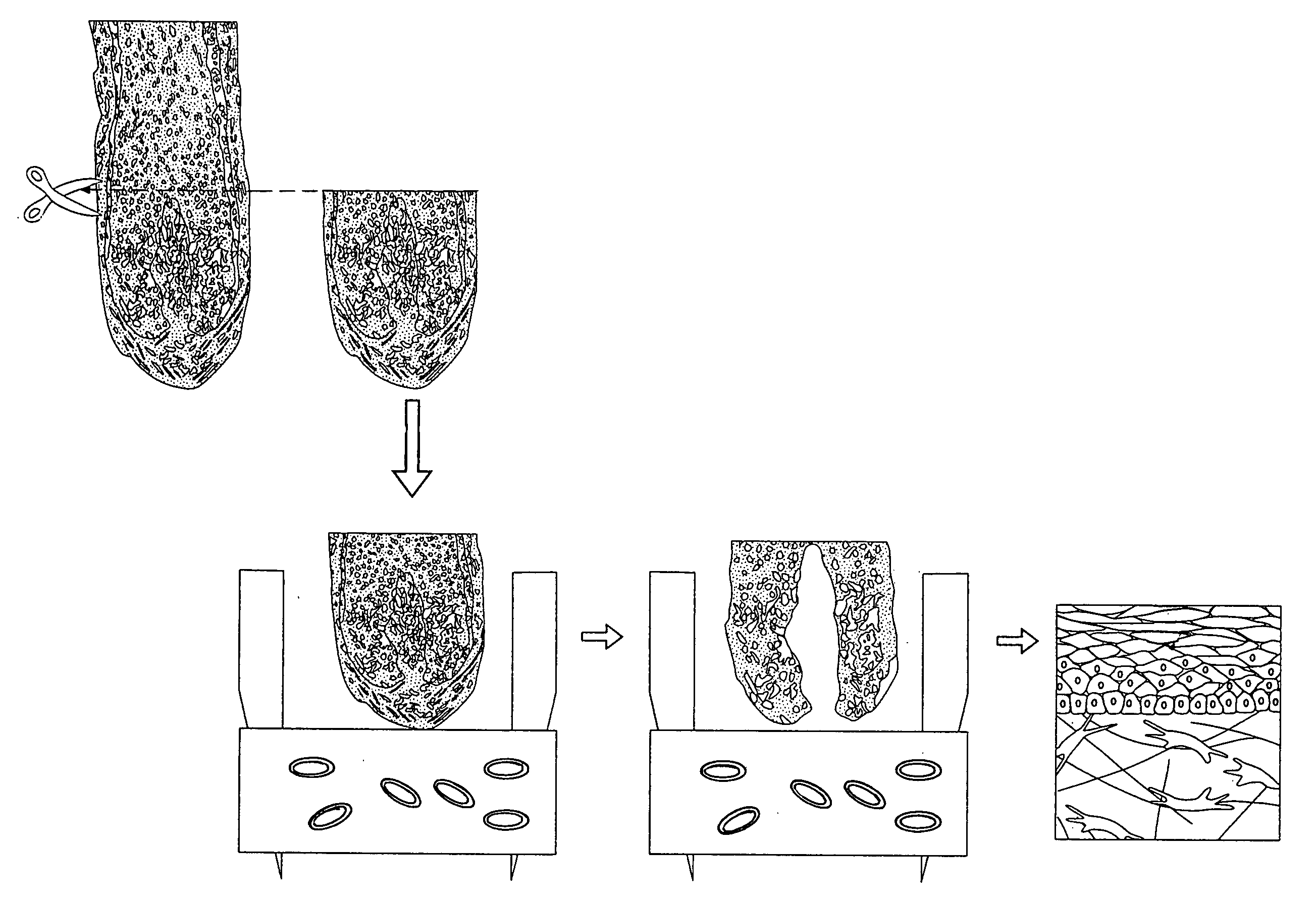 Pigmentable epidermis equivalent prepared from matrix cells and methods for the production thereof