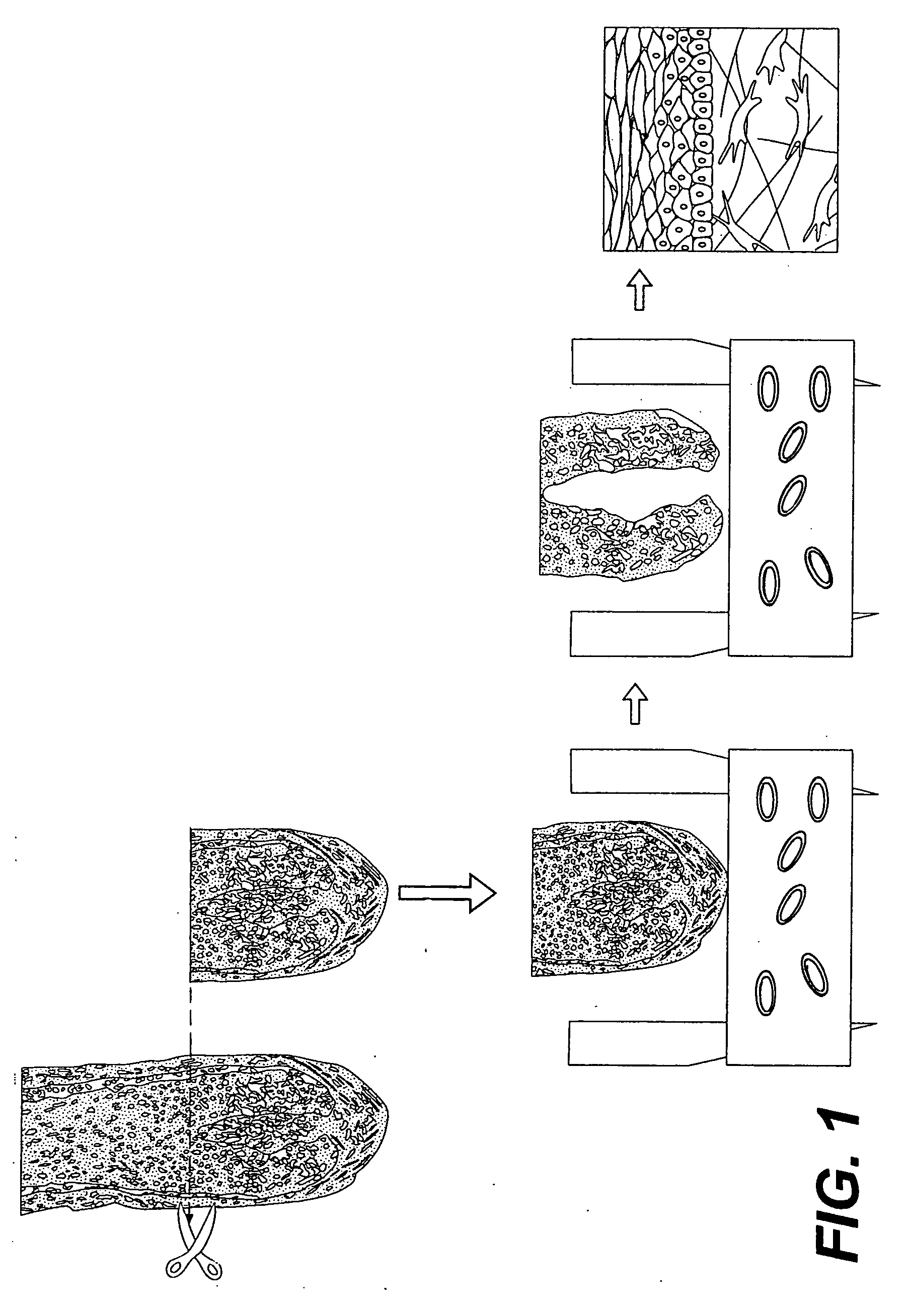 Pigmentable epidermis equivalent prepared from matrix cells and methods for the production thereof