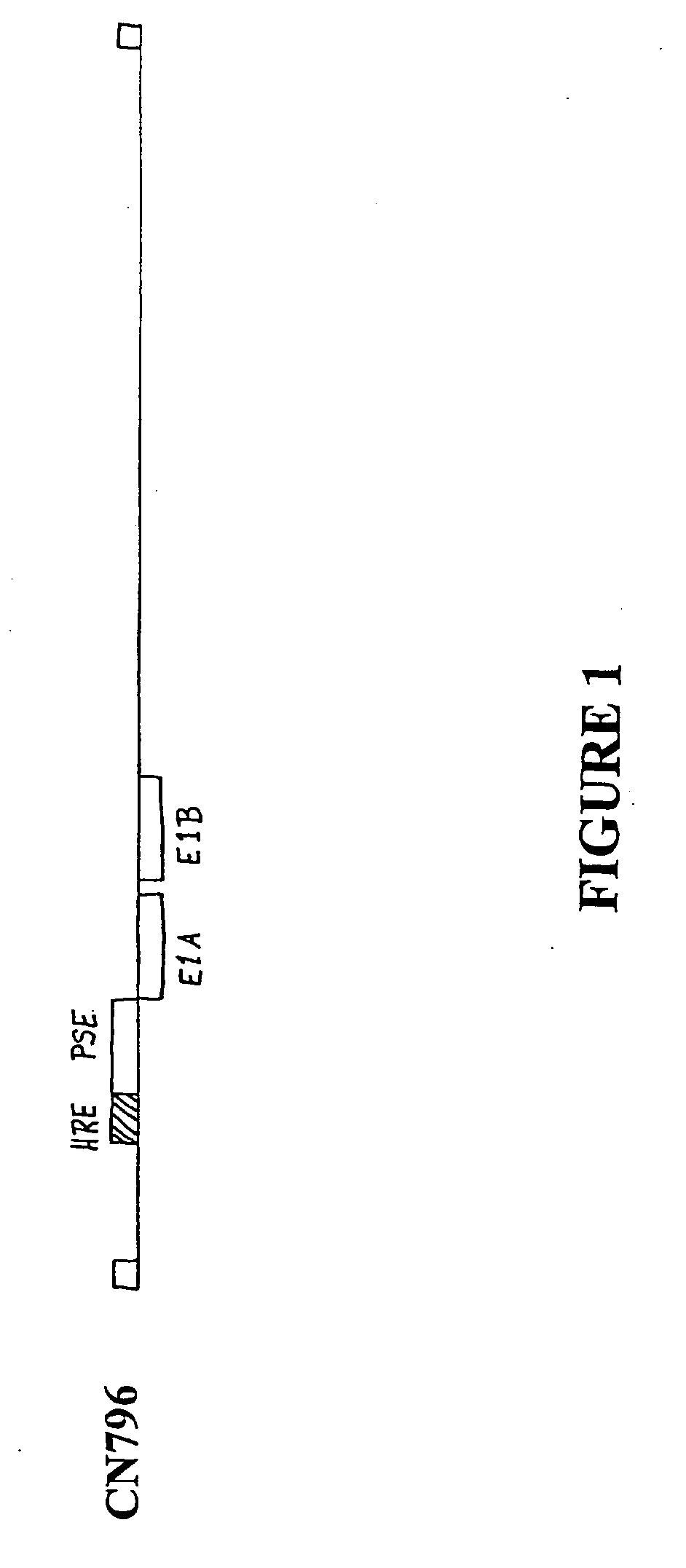 Adenovirus vectors containing cell status-specific response elements and methods of use thereof