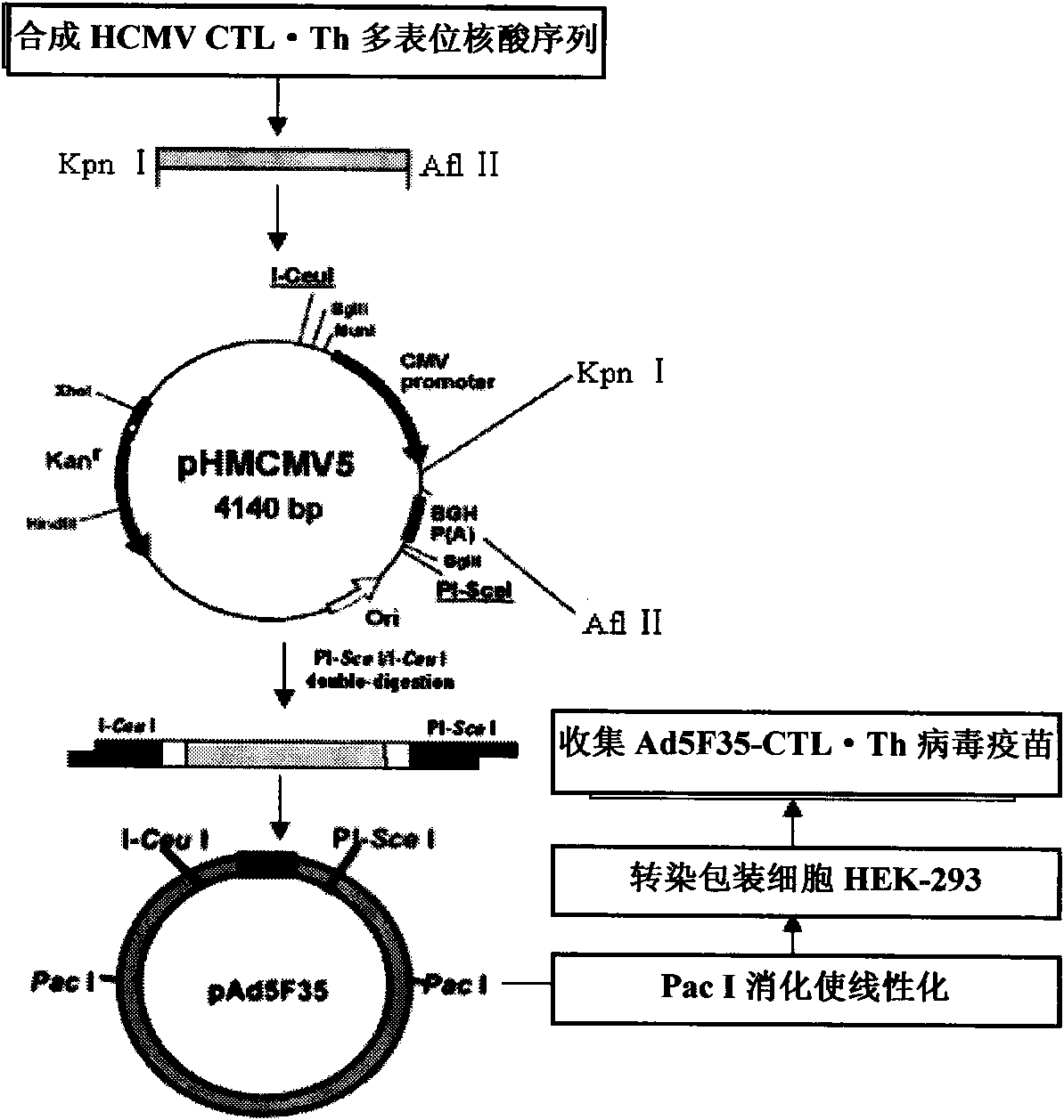HLA Specific human cytomegalovirus Multi-epitope adenovirus DNA Vaccine of Chinese population