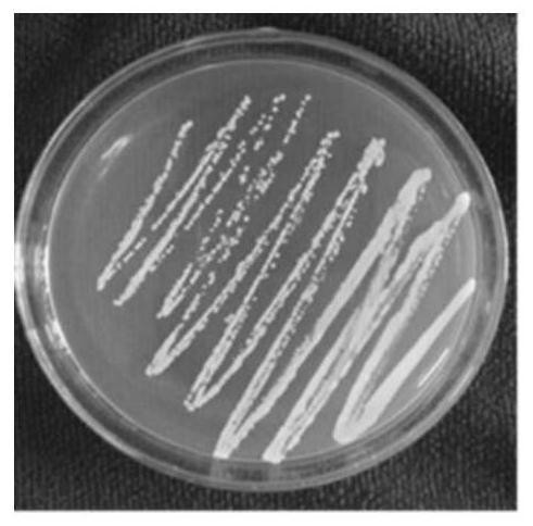 A strain of Candida rugosa for heterotrophic nitrification and aerobic denitrification and its application