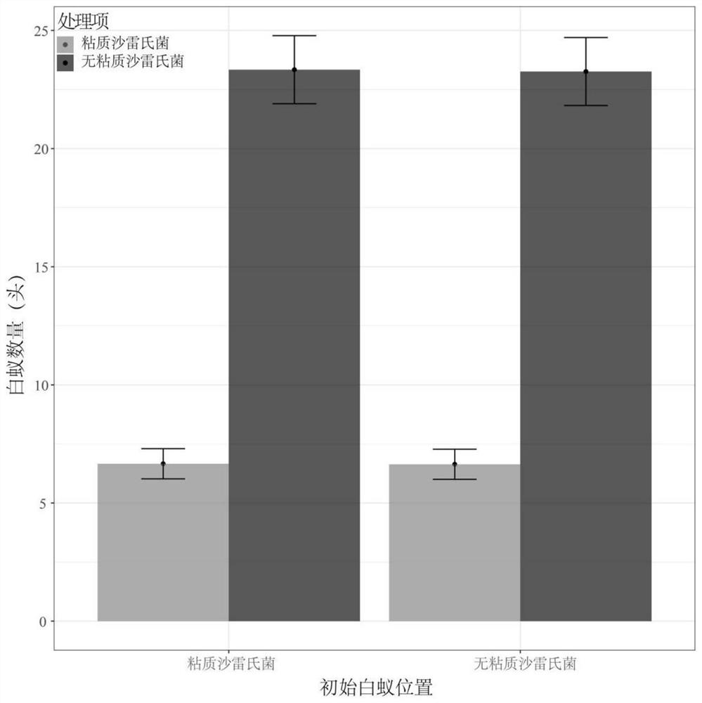 Application of Serratia marcescens in the preparation of termite repellent