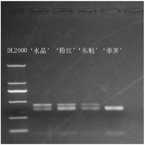 Application of a bayberry CAPS marker in detection of allo-related MrMYB1 Alleles in Chinese Bayberry