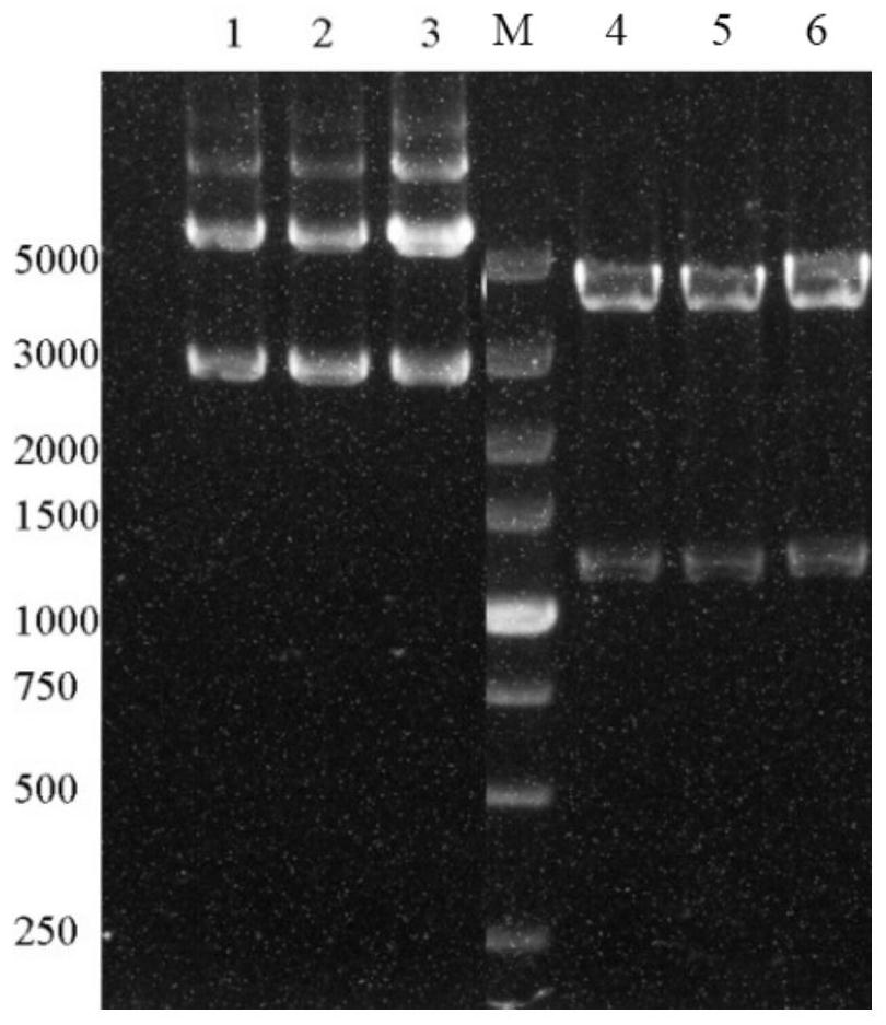 Recombinant expression vector, genetically engineered bacterium containing recombinant expression vector and application of genetically engineered bacterium
