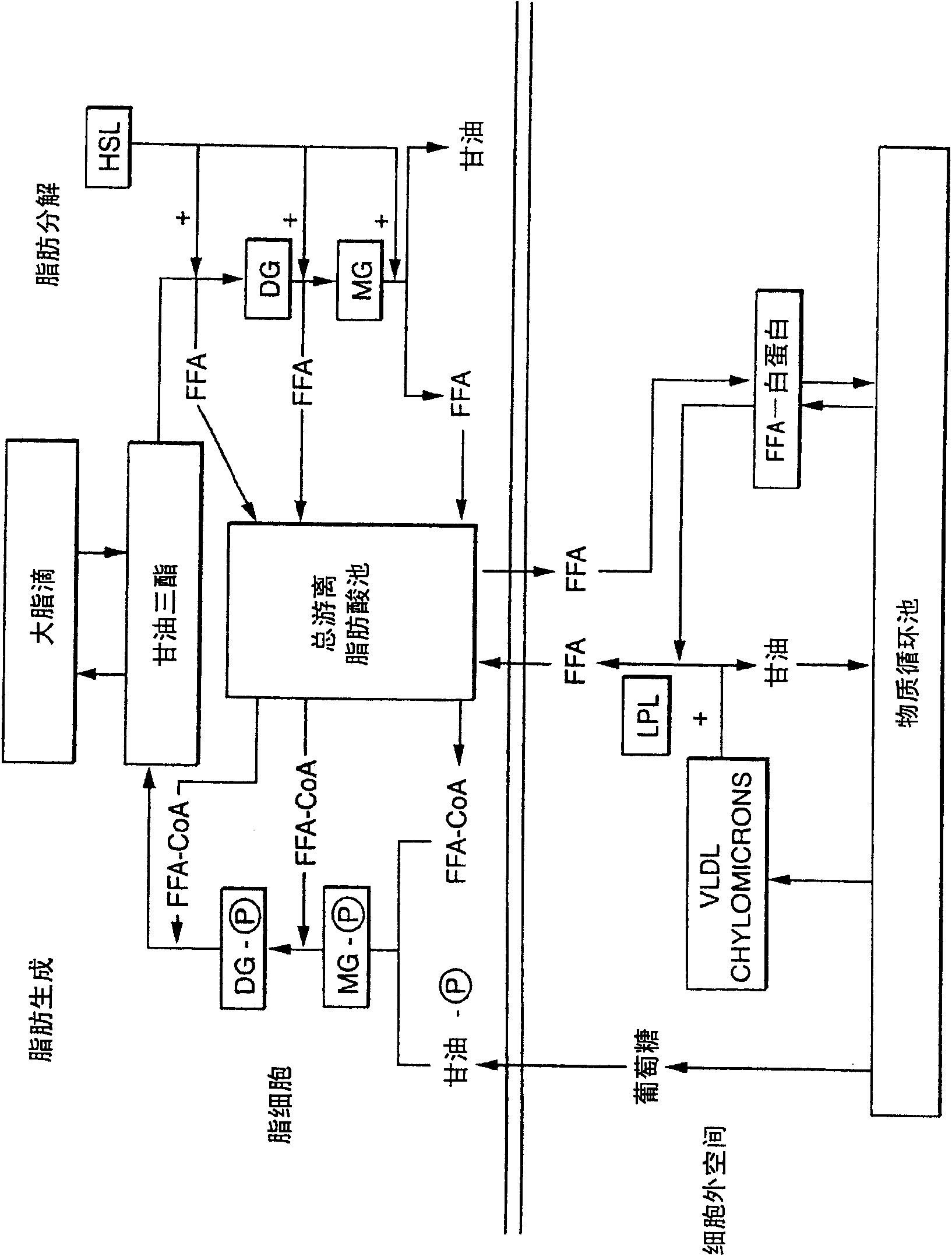 Optical method and device for modulation of biochemical processes in adipose tissue