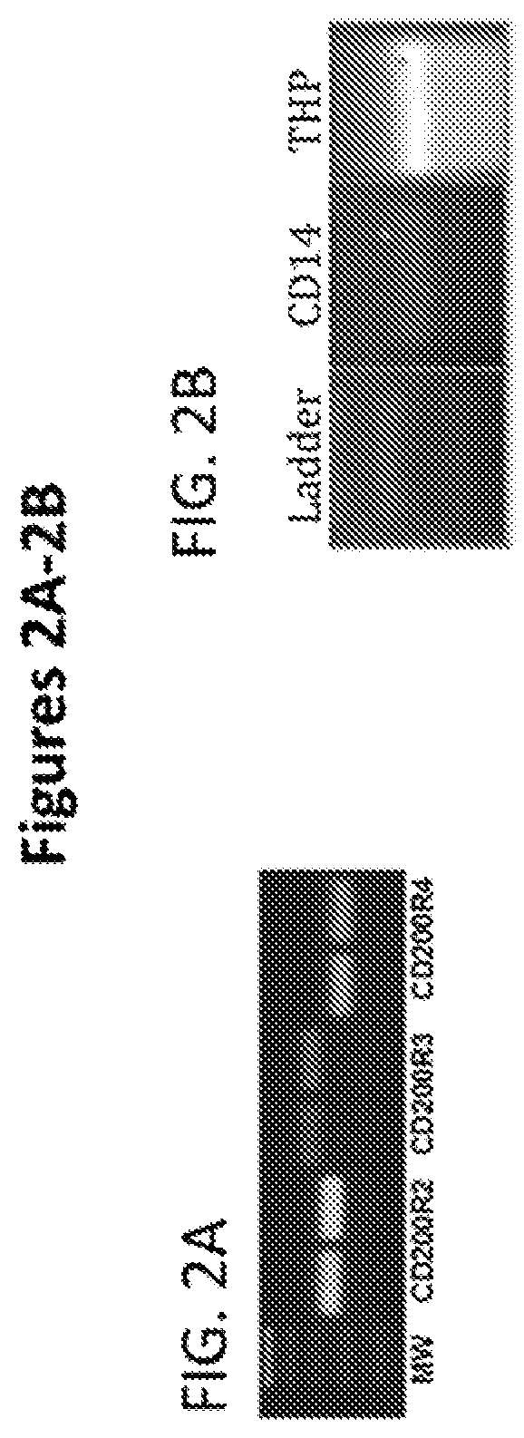 CD200 inhibitors and methods of use thereof