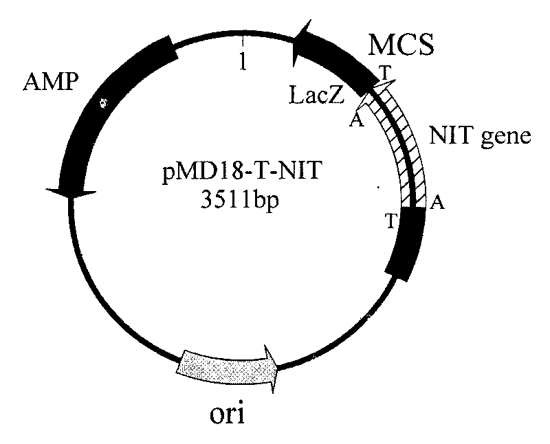 Nitrilase gene, vector, engineering bacteria and application thereof