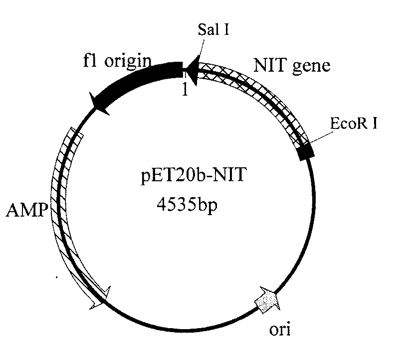 Nitrilase gene, vector, engineering bacteria and application thereof