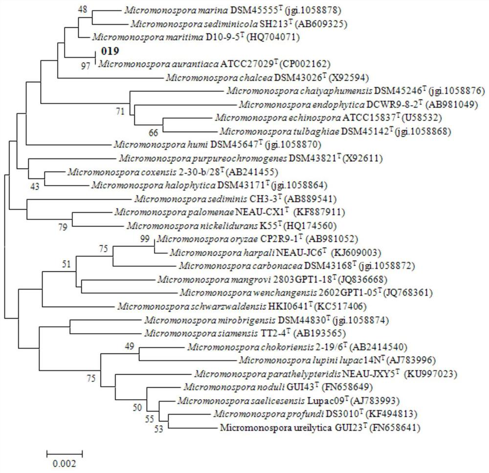 A micromonospora actinomycete and its application