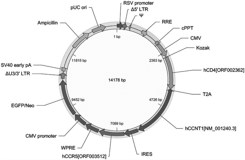 Mouse cell L615-based HIV-1 infectible host cell
