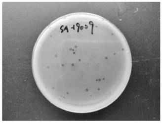 A highly lytic Salmonella phage rdp-sa-19009 and its application