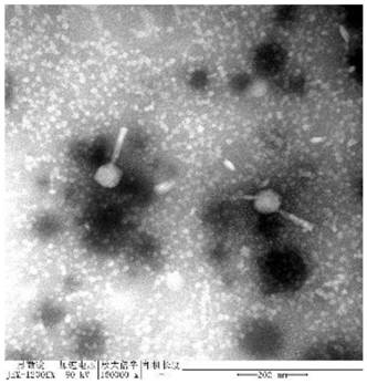 A highly lytic Salmonella phage rdp-sa-19009 and its application