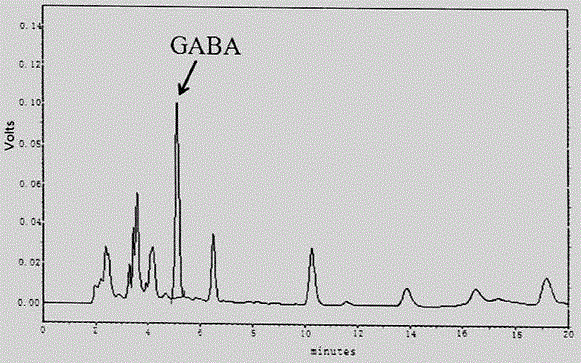 Processing technology of germ-remained polished rice with high yield of gamma-amino butyric acid