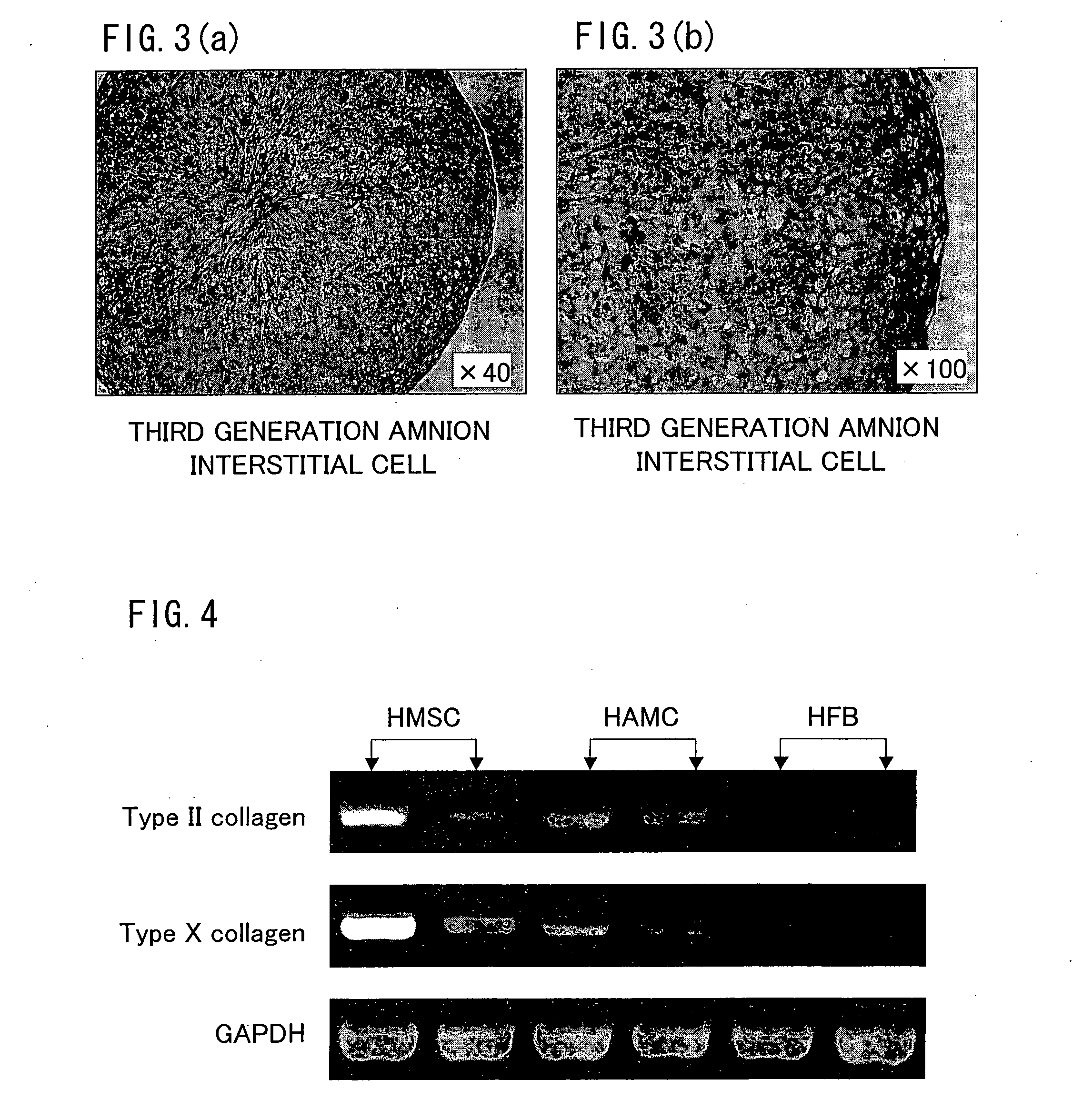 Method Of Inducing The Differentiation Of Amnion-Derived Cells And Utilization Of The Same