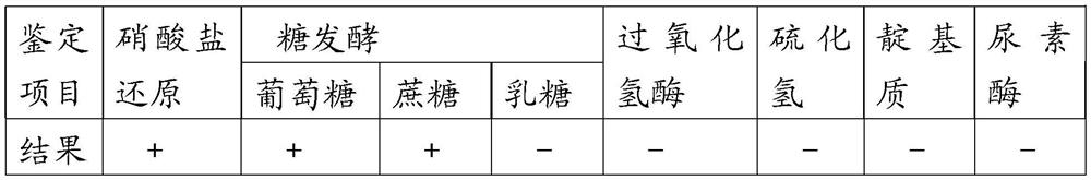 A kind of Avian bacillus paragallinarum bacterial strain and application thereof