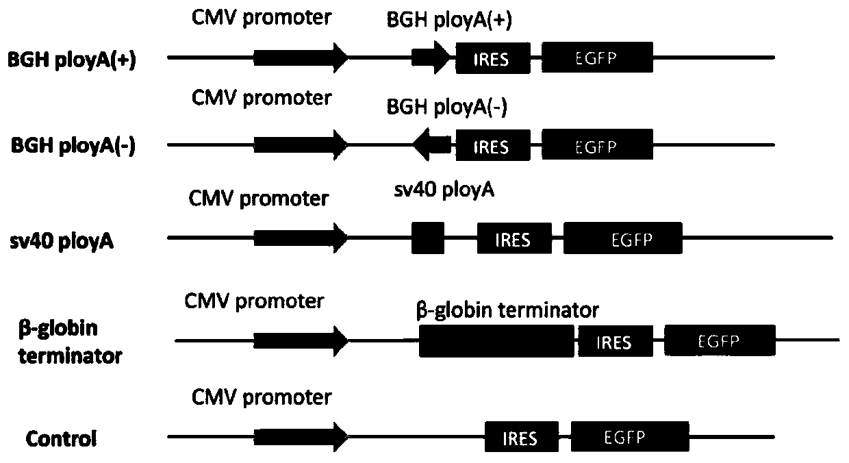 A method of terminating biallelic transcription