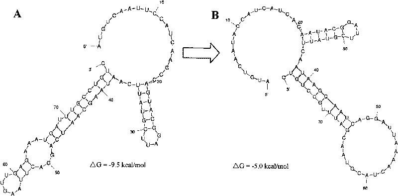 Method for optimizing and improving biotransformation efficiency of (R)-carbonyl reductase by mRNA two-stage structure