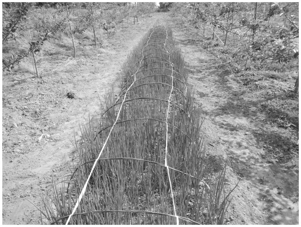 A method for improving the soil of double-cropping orchard by intercropping with limited coverage and positioning
