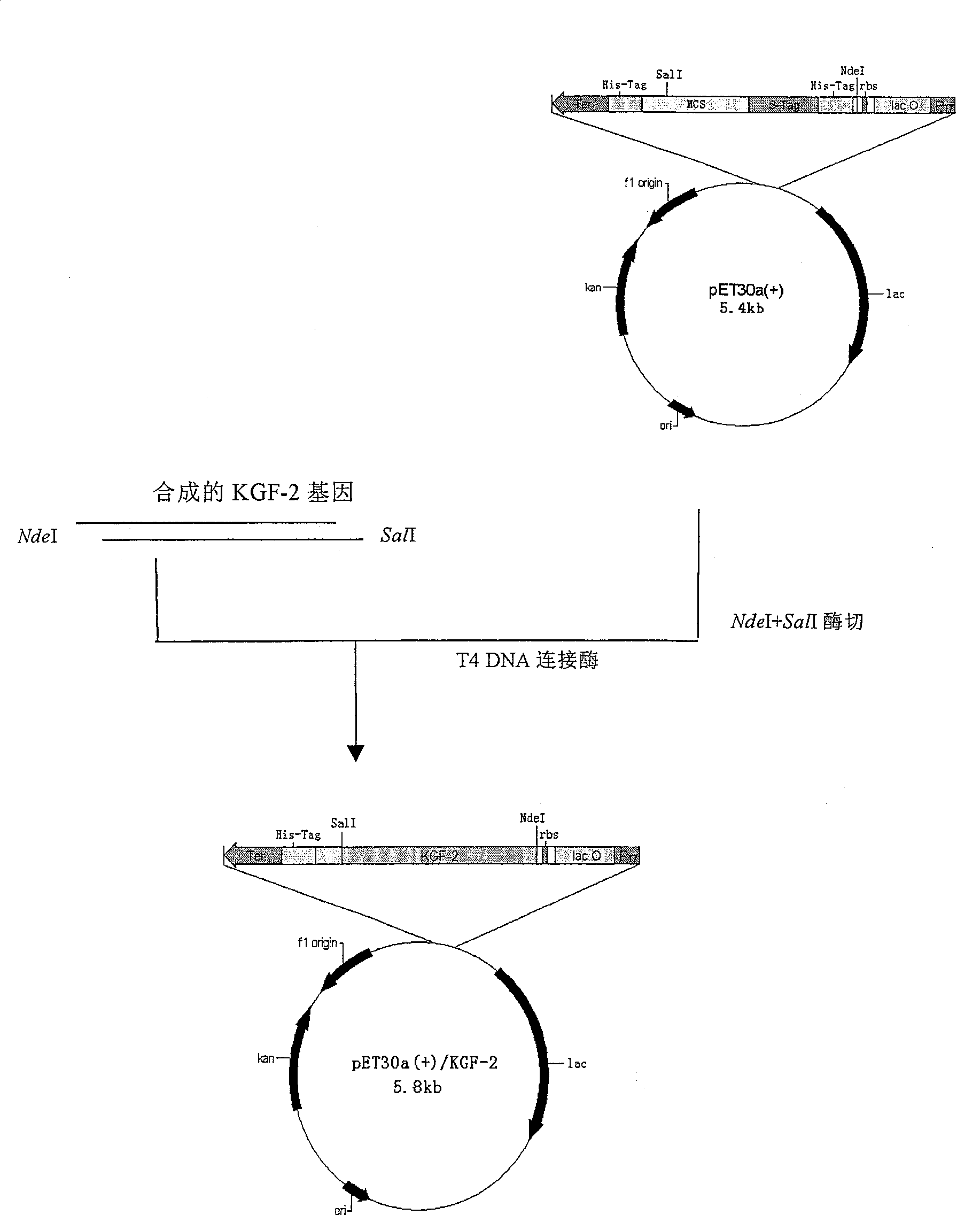 Production process of recombinant human horny cell growth factor-2