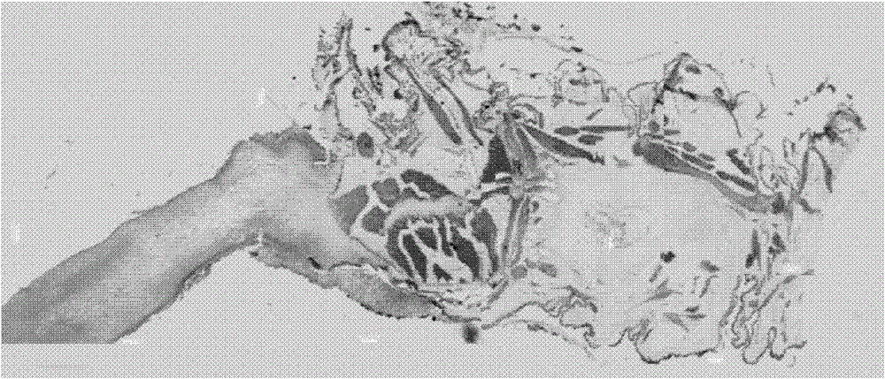 Method for identifying cordyceps sinensis powder through microscopic dyeing