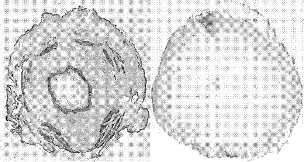 Method for identifying cordyceps sinensis powder through microscopic dyeing