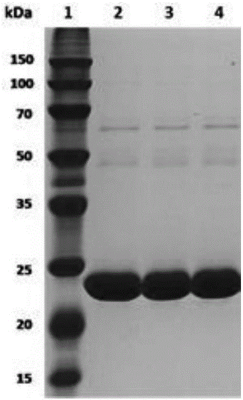D-fructose-6-phosphate aldolase A mutant, recombinant expression vector, genetically engineered bacterium and application and reaction product thereof