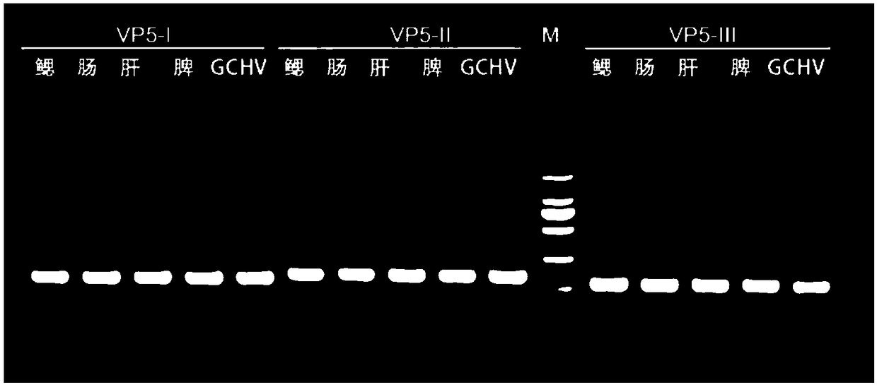 Detection kit and detection method for grass carp hemorrhage virus