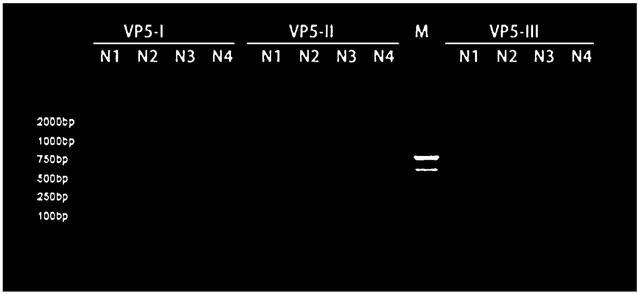 Detection kit and detection method for grass carp hemorrhage virus