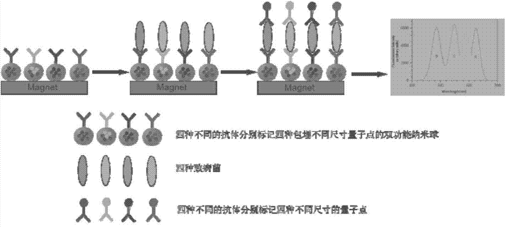 Method for rapidly detecting pathogenic bacteria