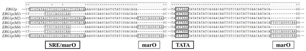 Yeast strain promoter with weakened regulation intensity and application thereof in metabolic flux regulation