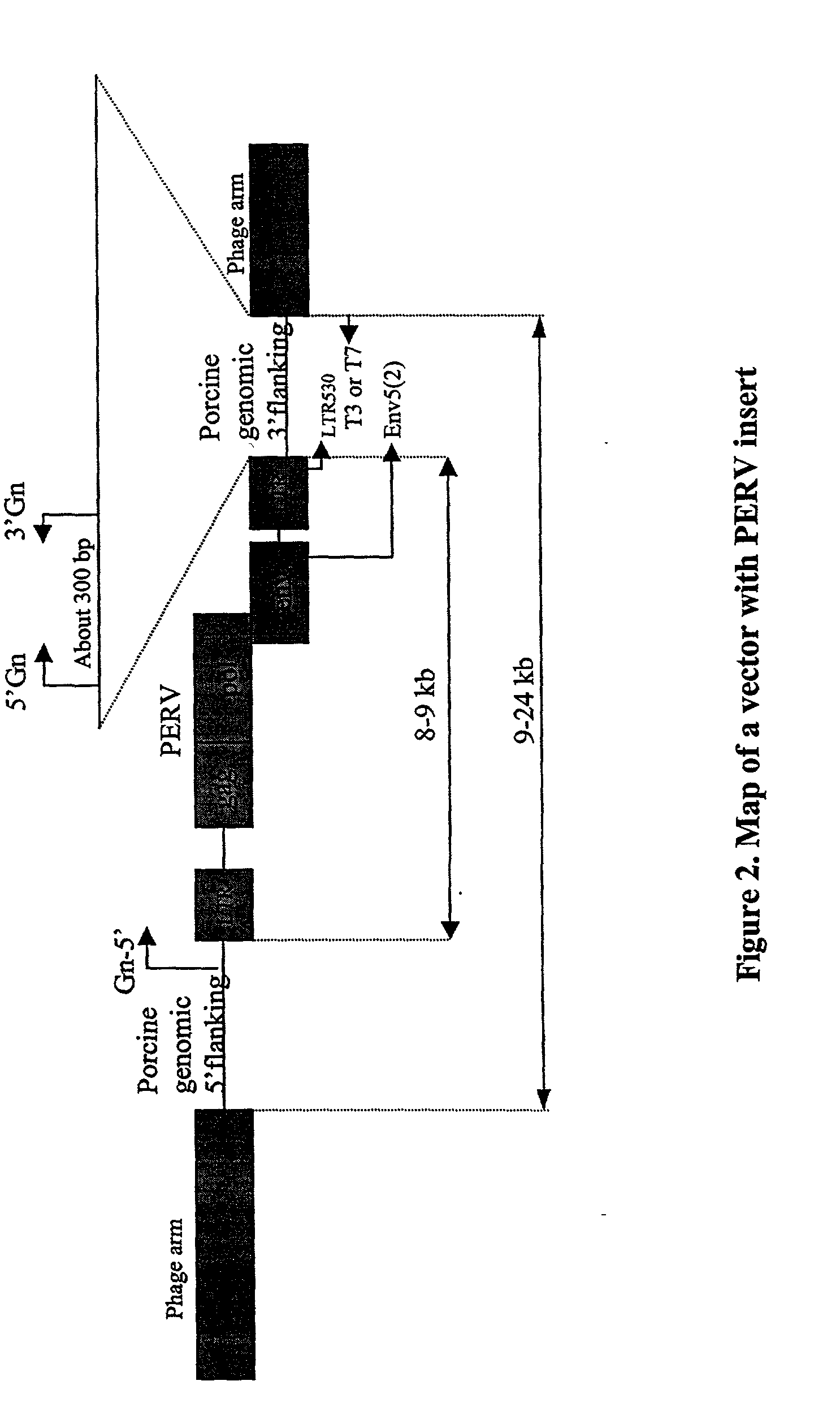 Elimination of endogenous porcine retrovirus