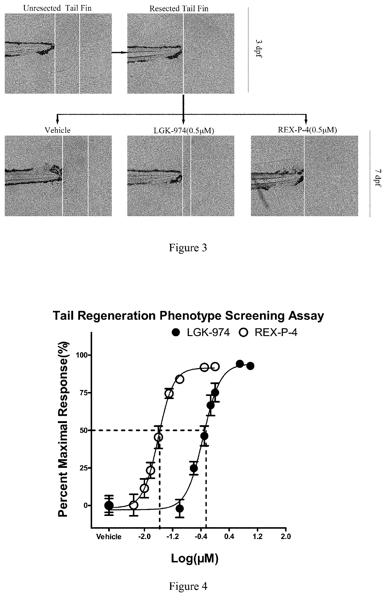 Five-membered heterocyclic amides WNT pathway inhibitor