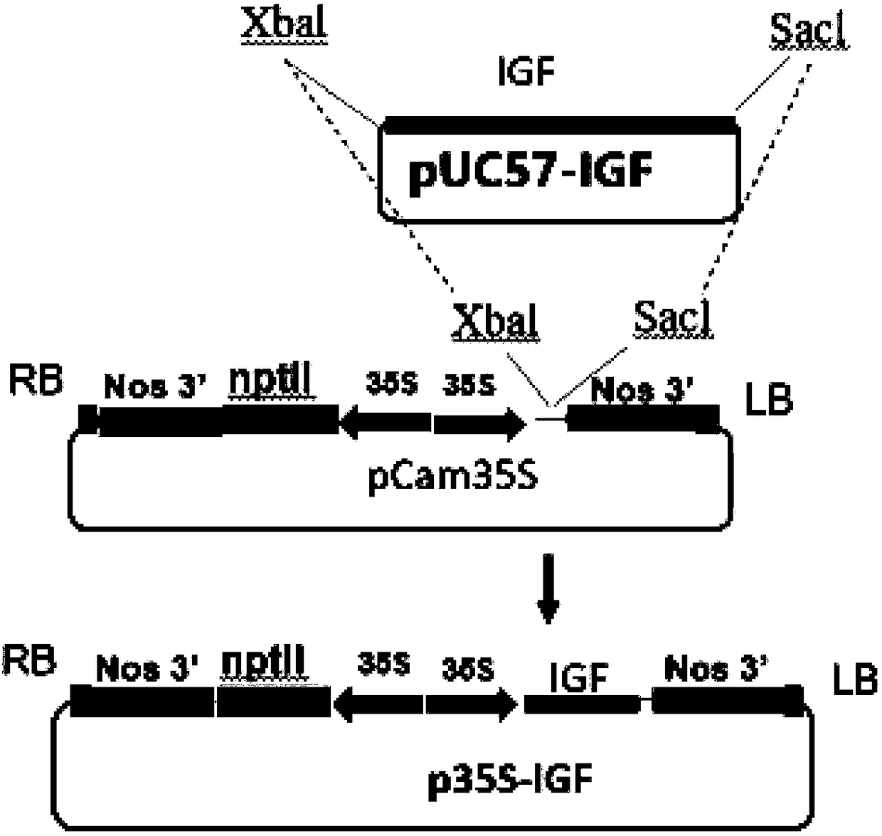 Application of plant serving as host in expressing insulin-like growth factor
