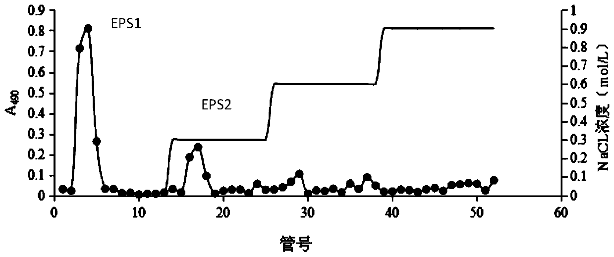 Microbial exopolysaccharide capable of condensing petroleum