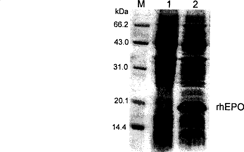 PEGylated erythropoietin protein long-acting preparation