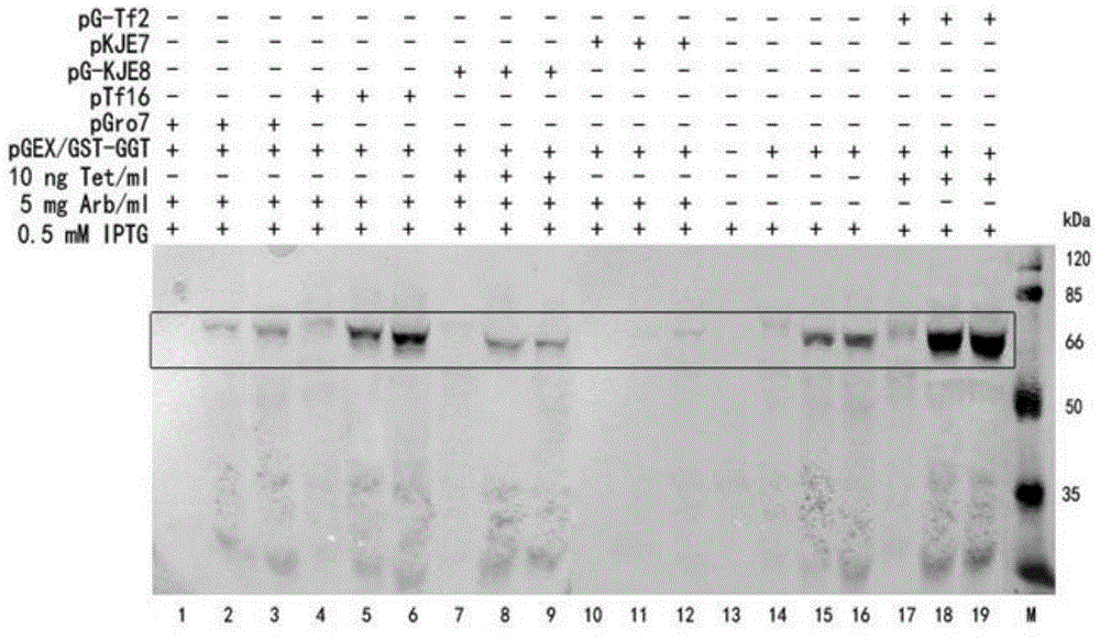 Constructing method and application of gamma-glutamyl transpeptidase and chaperonin coexpression recombinant plasmid