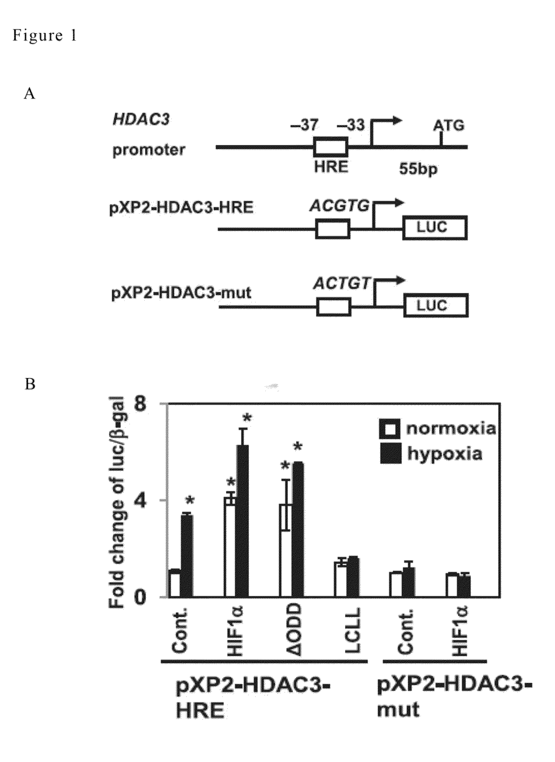 MARKER SET OF HIF-1alpha, HDAC3 AND WDR5 FOR PREDICTING METASTASIS AND SURVIVAL OF CANCERS