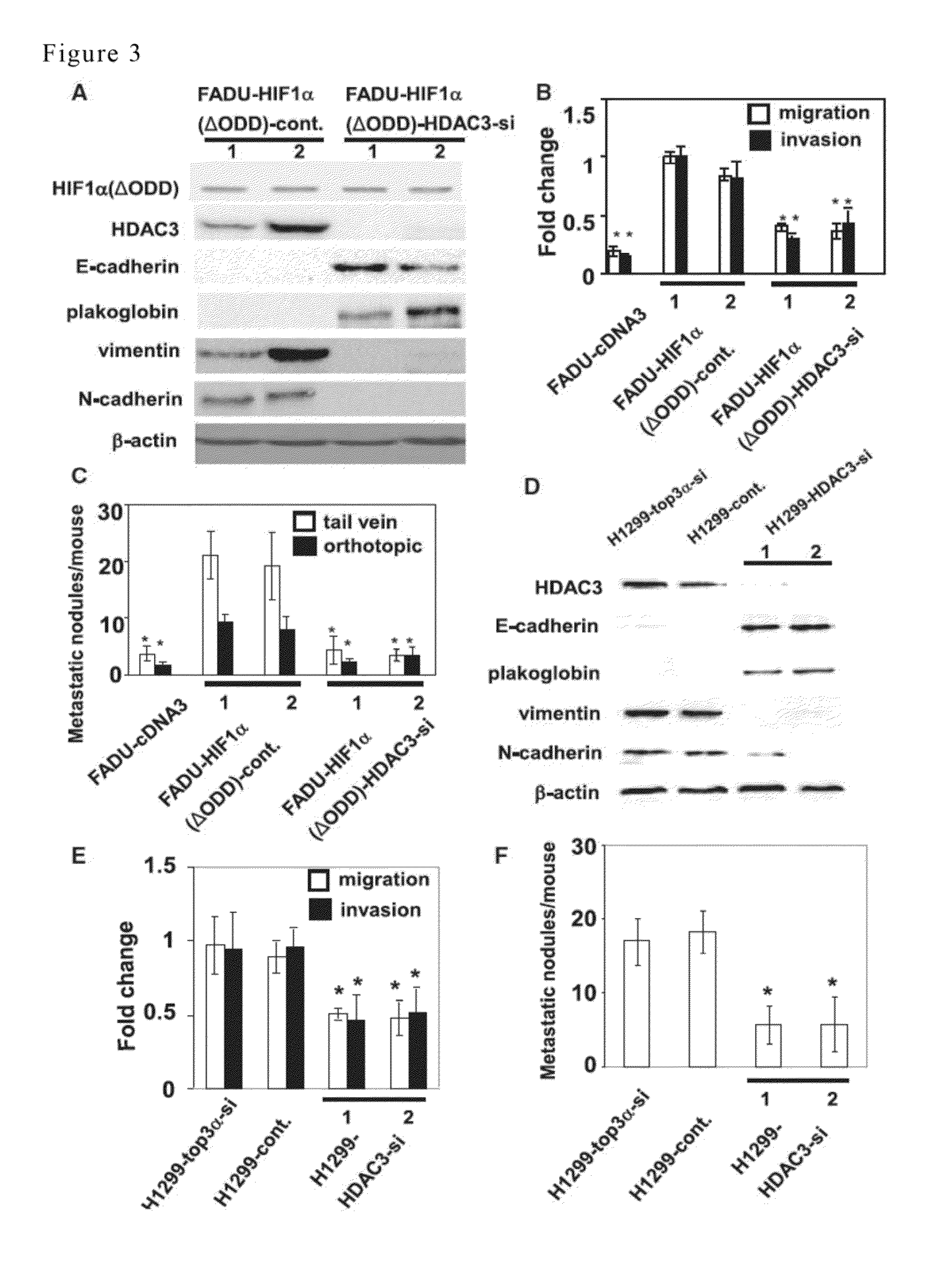 MARKER SET OF HIF-1alpha, HDAC3 AND WDR5 FOR PREDICTING METASTASIS AND SURVIVAL OF CANCERS