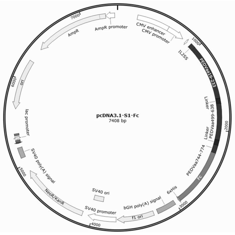 Recombinant protein and porcine epidemic diarrhea vaccine composition