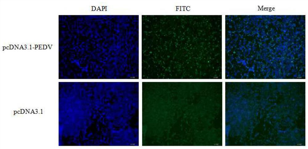 Recombinant protein and porcine epidemic diarrhea vaccine composition