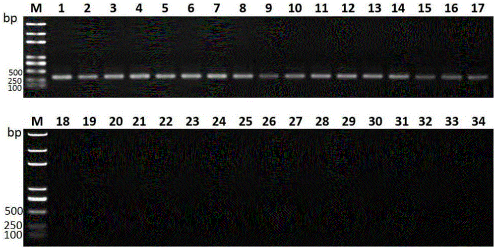 Liver abscess inducing Klebsiella pneumonia specific gene sequence and application thereof
