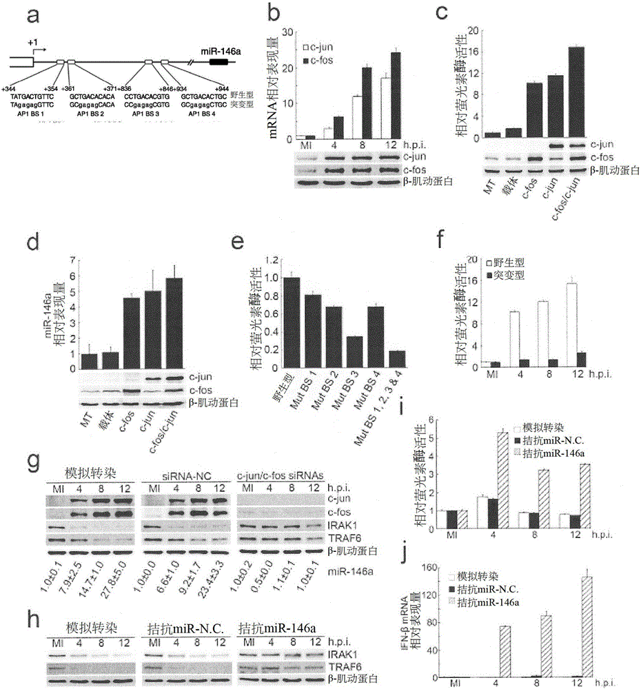 Use of microrna 146-a in the diagnosis, treatment and prevention of picornavirus infection and microran 146-a antagonists