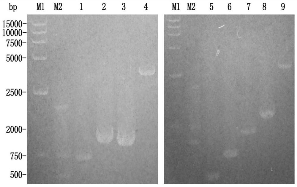 Mycoplasma hyopneumoniae subunit vaccine and its preparation method and application