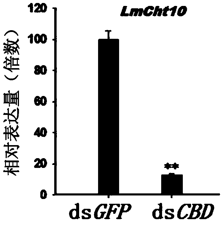 Application of type II chitinase gene specificity dsRNA (double strand ribonucleic acid) of insect